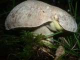 Boletus fechtneri image