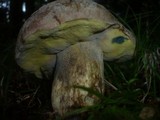 Boletus fechtneri image