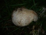 Boletus fechtneri image