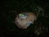 Boletus fechtneri image