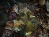 Boletus luridus image