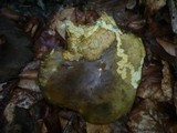 Boletus luridus image