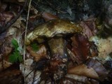 Boletus luridus image