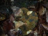Boletus luridus image