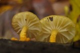 Cyptotrama chrysopepla image