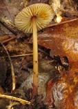Mycena atkinsoniana image