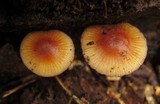 Mycena atkinsoniana image
