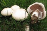Agaricus arvensis image