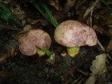 Boletus regius image
