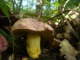 Boletus regius image