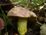Boletus regius image