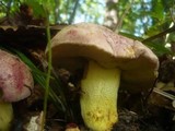 Boletus regius image