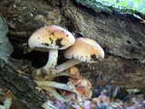 Hypholoma capnoides image