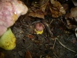Boletus regius image
