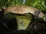 Boletus regius image