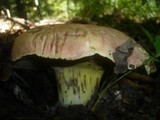 Boletus regius image