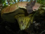 Boletus regius image
