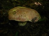 Boletus regius image