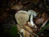 Entoloma rhodopolium image