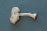Inocybe suaveolens image