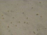 Inocybe suaveolens image