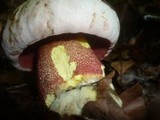 Boletus rhodoxanthus image