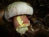 Boletus rhodoxanthus image