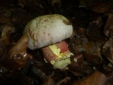 Boletus rhodoxanthus image