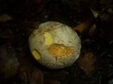 Boletus rhodoxanthus image
