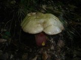 Boletus rhodoxanthus image