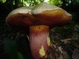 Boletus rhodoxanthus image