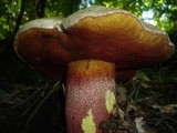 Boletus rhodoxanthus image