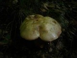 Boletus rhodoxanthus image