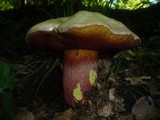 Boletus rhodoxanthus image