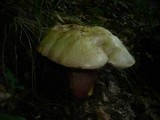 Boletus rhodoxanthus image