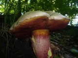 Boletus rhodoxanthus image