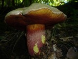 Boletus rhodoxanthus image