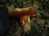 Boletus rhodoxanthus image
