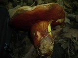 Boletus rhodoxanthus image