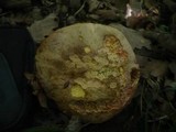 Boletus rhodoxanthus image