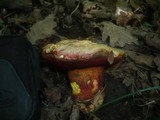 Boletus rhodoxanthus image