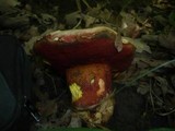 Boletus rhodoxanthus image