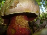 Boletus rhodoxanthus image