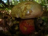 Boletus rhodoxanthus image