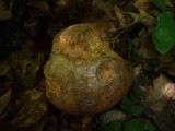 Boletus rhodoxanthus image