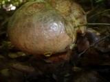 Boletus rhodoxanthus image