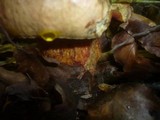 Boletus rhodoxanthus image