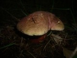 Boletus rubrosanguineus image