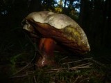 Boletus rubrosanguineus image