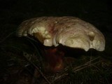 Boletus rubrosanguineus image